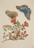 Page from Maria Sibylla Merian, Metamorphosis Insectorum Surinamensium, 1705