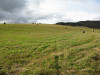 view image